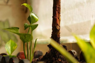 Close-up of bamboo on plant