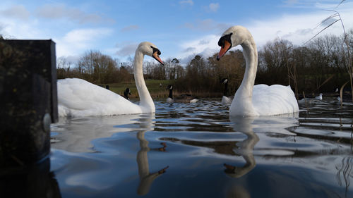 Swans swimming in lake