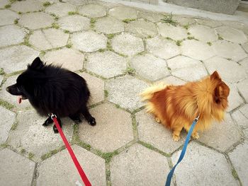 High angle view of pomeranians sitting on footpath