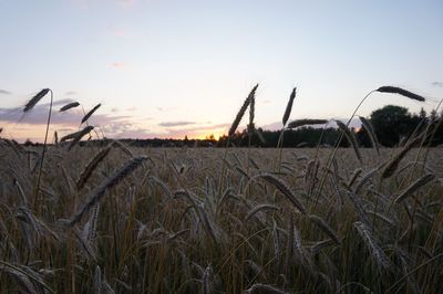 Plants growing on field against sky during sunset