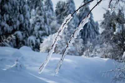 Close-up of frozen plant