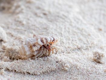 Close-up of crab on sand