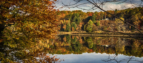 Scenic view of lake by trees during autumn