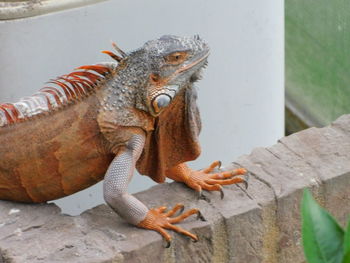 Close-up of a lizard