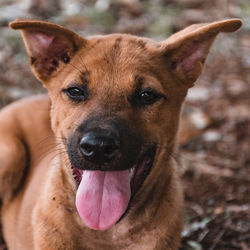 Close-up portrait of a dog