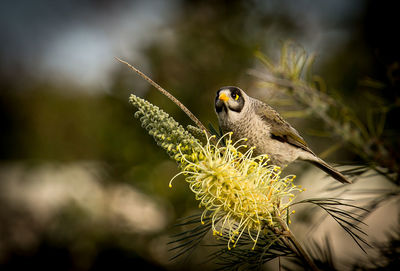 Close-up of bird perching on flower