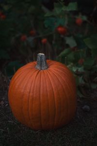 Close-up of pumpkin on land against plants