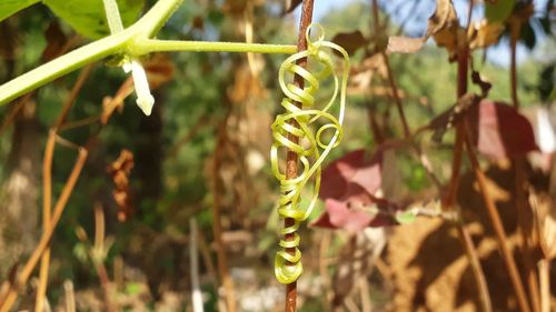 Close-up of green plant