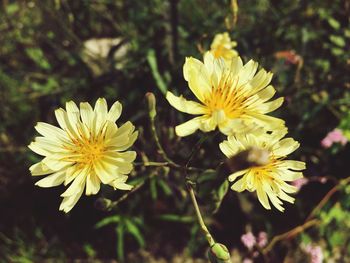 Close-up of yellow wildflowers growing outdoors