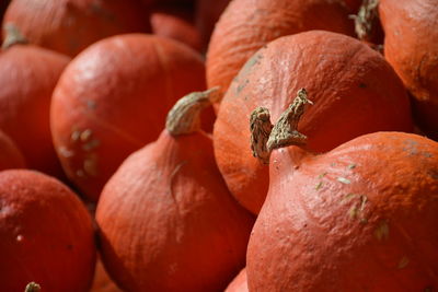 Close-up of pumpkin during autumn