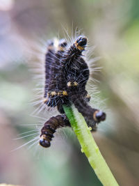 Close-up of insect on plant