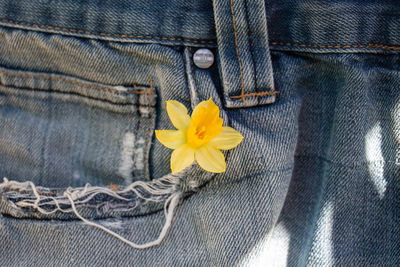 Close-up of yellow flowering narcissus in a denim jeans pocket.