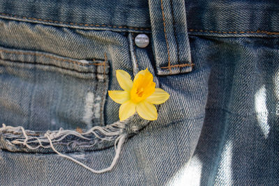 Close-up of yellow flowering plant