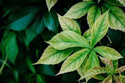 Close-up of green leaves