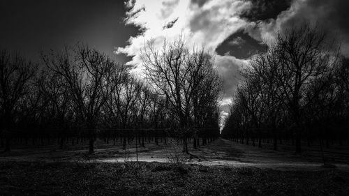 Bare trees against sky