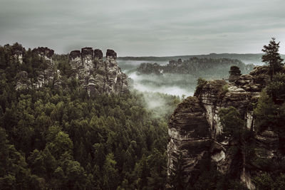 Panoramic view of trees in forest