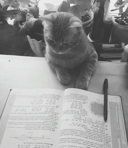 Close-up of cat on table