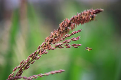 Close-up of flowering plant