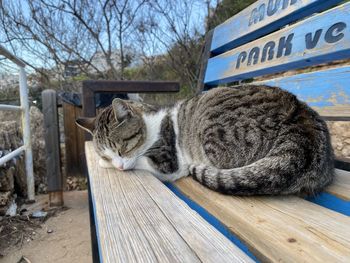 Close-up of cat sitting on wood