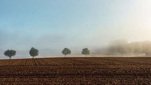 Scenic view of field against sky during foggy weather