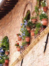 Low angle view of potted plants on staircase of building