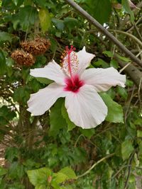 Close-up of white hibiscus blooming outdoors