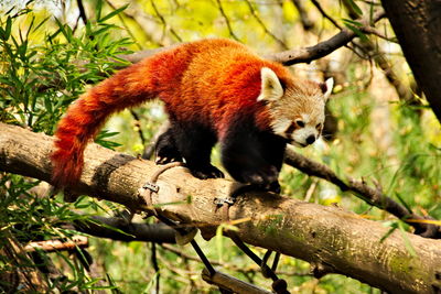 Squirrel on tree branch