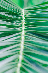 Full frame shot of palm leaf