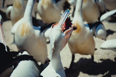 Close-up of pelicans