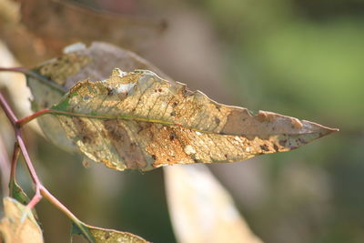 Close-up of leaf