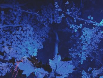 View of trees at night