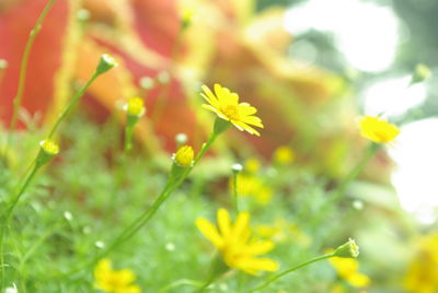 Close-up of yellow flowering plant on field