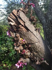 Pink flowers growing on tree trunk