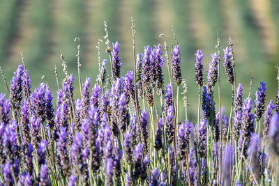 Detail of lavender flowers in the field