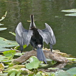 Close-up of birds perching on lake