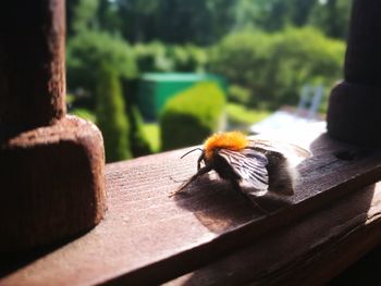 Close-up of insect perching on wood