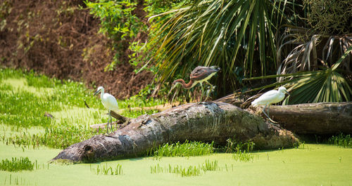 Bird sitting on a log