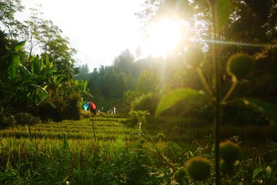 

the sun rises in the mountains
matahari terbit di pegunungan
the sun rises in the mountains