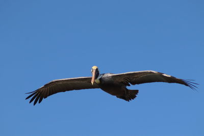 Low angle view of bird flying against clear blue sky