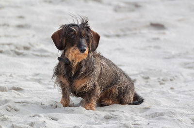 Close-up of dog on sand at beach