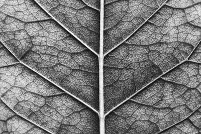 Full frame shot of leaf