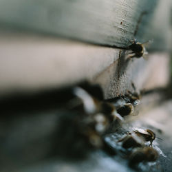 Close-up of insect on wood