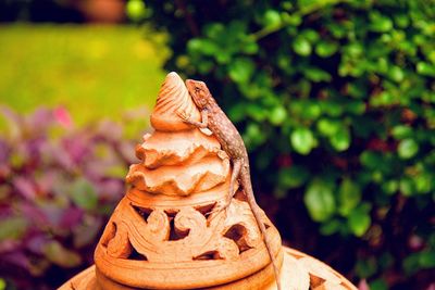 Close-up of stack on rock