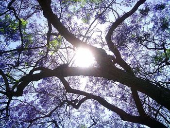 Low angle view of trees against sky