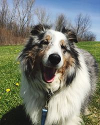 Close-up portrait of a dog