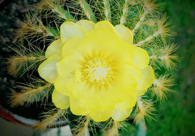 Close-up of yellow flower