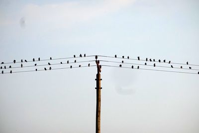 Birds on the power cable
