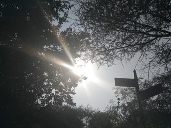 Low angle view of trees against sky