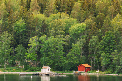 Scenic view of lake in forest