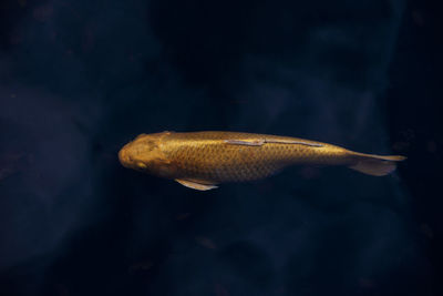 Gold koi in a pond